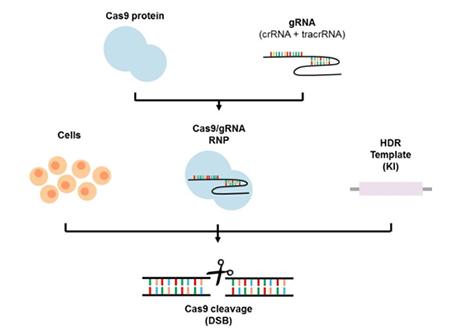Cas9基因敲入细胞系