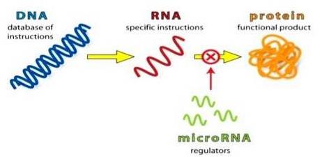 miRNA/ lncRNA 敲除细胞系