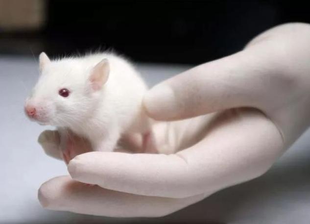 转基因大（小）鼠定制
