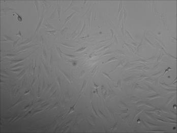 大鼠骨髓间充质干细胞原代培养