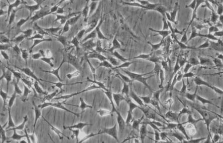 小鼠海马神经元细胞原代分离培养  
